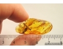 Two Leaves and Mite Acari. Fossil inclusions Baltic amber stone #13102