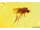 Flower fragment with Pollen and More Fossil inclusions Baltic amber #13103