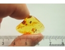 Flower fragment with Pollen and More Fossil inclusions Baltic amber #13103