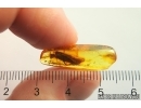 Big 11mm Caddisfly Trichoptera. Fossil insect Baltic amber #13110