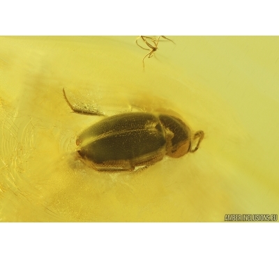 Beetle Coleoptera. Fossil insect Baltic amber #13123