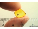 Nice Marsh Beetle Scirtidae. Fossil insect in Baltic amber #13127