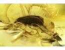 False Flower Beetle Scraptiidae. Fossil insect in Baltic amber #13129