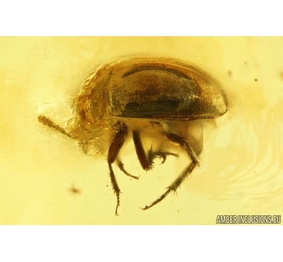 Round fungus Beetle Leiodidae, 4 Wasps and More. Fossil inclusions Baltic amber #13130