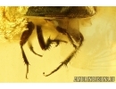 Round fungus Beetle Leiodidae, 4 Wasps and More. Fossil inclusions Baltic amber #13130