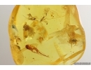 Round fungus Beetle Leiodidae, 4 Wasps and More. Fossil inclusions Baltic amber #13130