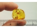 Round fungus Beetle Leiodidae, 4 Wasps and More. Fossil inclusions Baltic amber #13130