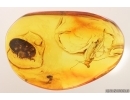 Marsh Beetle Scirtidae and More. Fossil inclusions Baltic amber #13133