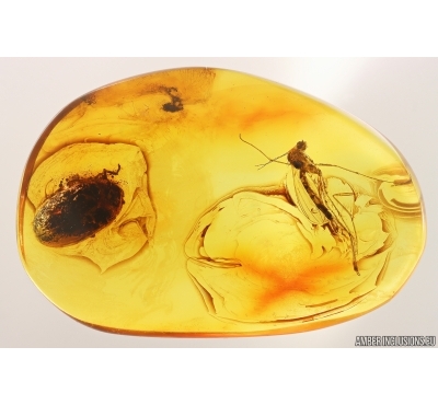 Marsh Beetle Scirtidae and More. Fossil inclusions Baltic amber #13133
