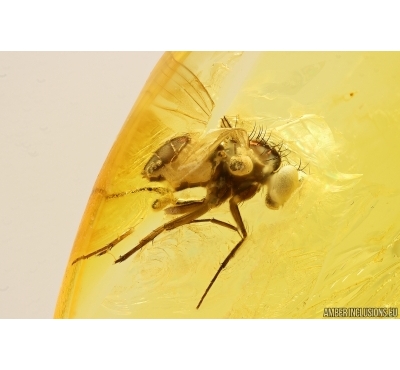 Long-legged fly Dolichopodidae. Fossil Inclusion Baltic amber #13136