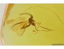 Dark-Winged fungus gnat Sciaridae and Mite Acari. Fossil inclusions Baltic amber #13142