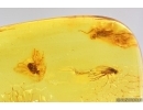 Planthopper Fulgoromorpha Cixiidae and Long-legged flies Dolichopodidae. Fossil inclusion Baltic amber #13154