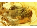 Soft winged Flower Beetle Melyridae Rhadalinae probably new sp. Fossil insect Baltic amber #13155