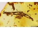 Rare Nice Plant Cypress, Cupressaceae and Unknown inclusion. Fossil inclusions Ukrainian Rovno amber #13161R