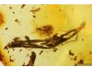 Rare Nice Plant Cypress, Cupressaceae and Unknown inclusion. Fossil inclusions Ukrainian Rovno amber #13161R