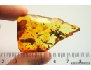 Rare Nice Plant Cypress, Cupressaceae and Unknown inclusion. Fossil inclusions Ukrainian Rovno amber #13161R