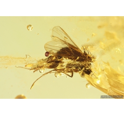 Long-legged fly Dolichopodidae. Fossil Inclusion Baltic amber #13167