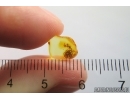 Spider Araneae and Ant Hymenoptera with Fungus! Fossil inclusions Baltic amber #13172