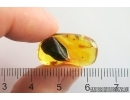 Pyrite Cluster. Fossil inclusions Baltic amber #13178