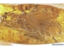 Mammalian hair and More. Fossil inclusions Baltic amber #13180