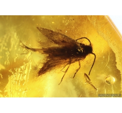 Nice Moth Lepidoptera. Fossil inclusion in Baltic amber #13181