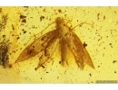 Nice Moth Lepidoptera. Fossil inclusion in Baltic amber #13182