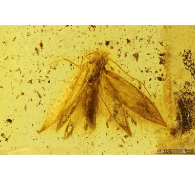 Nice Moth Lepidoptera. Fossil inclusion in Baltic amber #13182