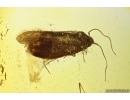 Nice Moth Lepidoptera and Scuttle Fly Phoridae. Fossil inclusions Ukrainian Rovno amber #13183R