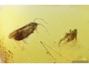 Nice Moth Lepidoptera and Scuttle Fly Phoridae. Fossil inclusions Ukrainian Rovno amber #13183R