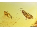 Nice Moth Lepidoptera and Scuttle Fly Phoridae. Fossil inclusions Ukrainian Rovno amber #13183R