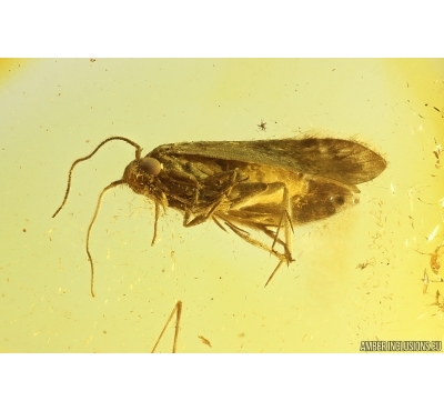 Nice Moth Lepidoptera and Scuttle Fly Phoridae. Fossil inclusions Ukrainian Rovno amber #13183R