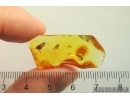 Nice Moth Lepidoptera and Scuttle Fly Phoridae. Fossil inclusions Ukrainian Rovno amber #13183R