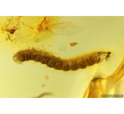 Moth Caterpillar Lepidoptera. Fossil insect Baltic amber #13184