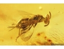 3 Wasps Hymenoptera. Fossil inclusions Baltic amber #13185