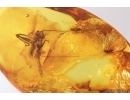 Nice Cricket Orthoptera. Fossil insect in Baltic amber #13186