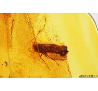 Nice Moth Lepidoptera, Moth fly Psychodidae and More. Fossil inclusions Baltic amber #13188