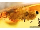 Beetle Larva Coleoptera. Fossil inclusion Baltic amber #13189