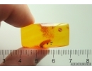 Beetle Larva Coleoptera. Fossil inclusion Baltic amber #13189