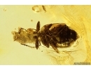 Ground beetle Carabidae. Fossil insect in Baltic amber #13190