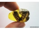 Extremely Rare and Very Big 30mm! Beetle Larva Coleoptera. Fossil inclusion Baltic amber #13193