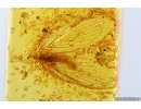 Nice Lacewing Neuroptera Nevrothidae Rophalis, Quartz sands and probably Aquatic Plant. Fossil inclusions Baltic amber #13194