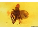 Action! Spider Araneae and True midge Chironomidae. Fossil inclusions Baltic amber #13195