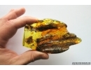 Very nice Rare Big 12mm Honey Bee Apoidea. Fossil insect in Big 55g Ukrainian Rovno amber stone #13197R