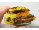 Very nice Rare Big 12mm Honey Bee Apoidea. Fossil insect in Big 55g Ukrainian Rovno amber stone #13197R