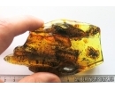 Very nice Rare Big 12mm Honey Bee Apoidea. Fossil insect in Big 55g Ukrainian Rovno amber stone #13197R