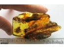 Very nice Rare Big 12mm Honey Bee Apoidea. Fossil insect in Big 55g Ukrainian Rovno amber stone #13197R