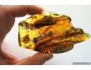 Very nice Rare Big 12mm Honey Bee Apoidea. Fossil insect in Big 55g Ukrainian Rovno amber stone #13197R