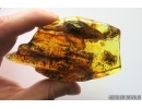 Very nice Rare Big 12mm Honey Bee Apoidea. Fossil insect in Big 55g Ukrainian Rovno amber stone #13197