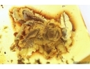 Very nice Rare Big 12mm Honey Bee Apoidea. Fossil insect in Big 55g Ukrainian Rovno amber stone #13197R