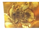 Very nice Rare Big 12mm Honey Bee Apoidea. Fossil insect in Big 55g Ukrainian Rovno amber stone #13197R